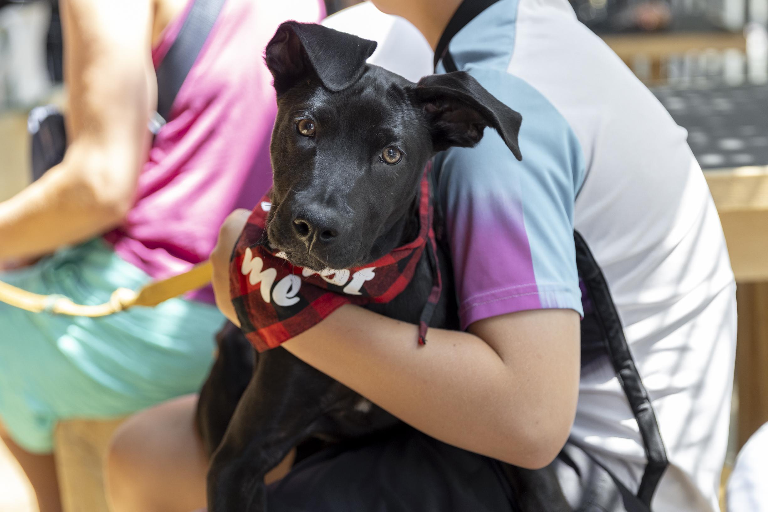 Enlarge Sterling, a Adoptable mixed breed in Minneapolis, MN image 6/6