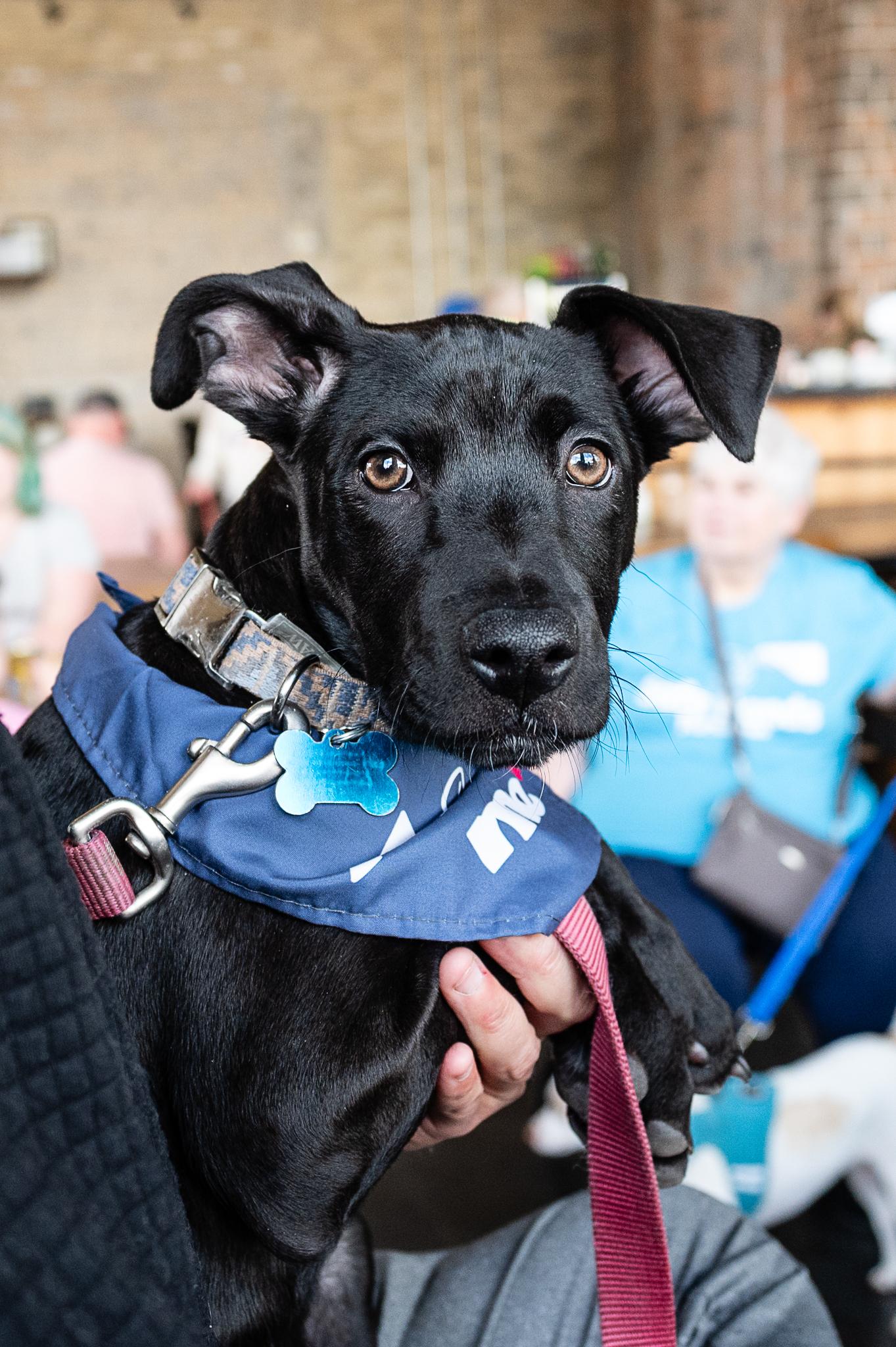 Sterling, a Adoptable mixed breed in Minneapolis, MN image 5/6