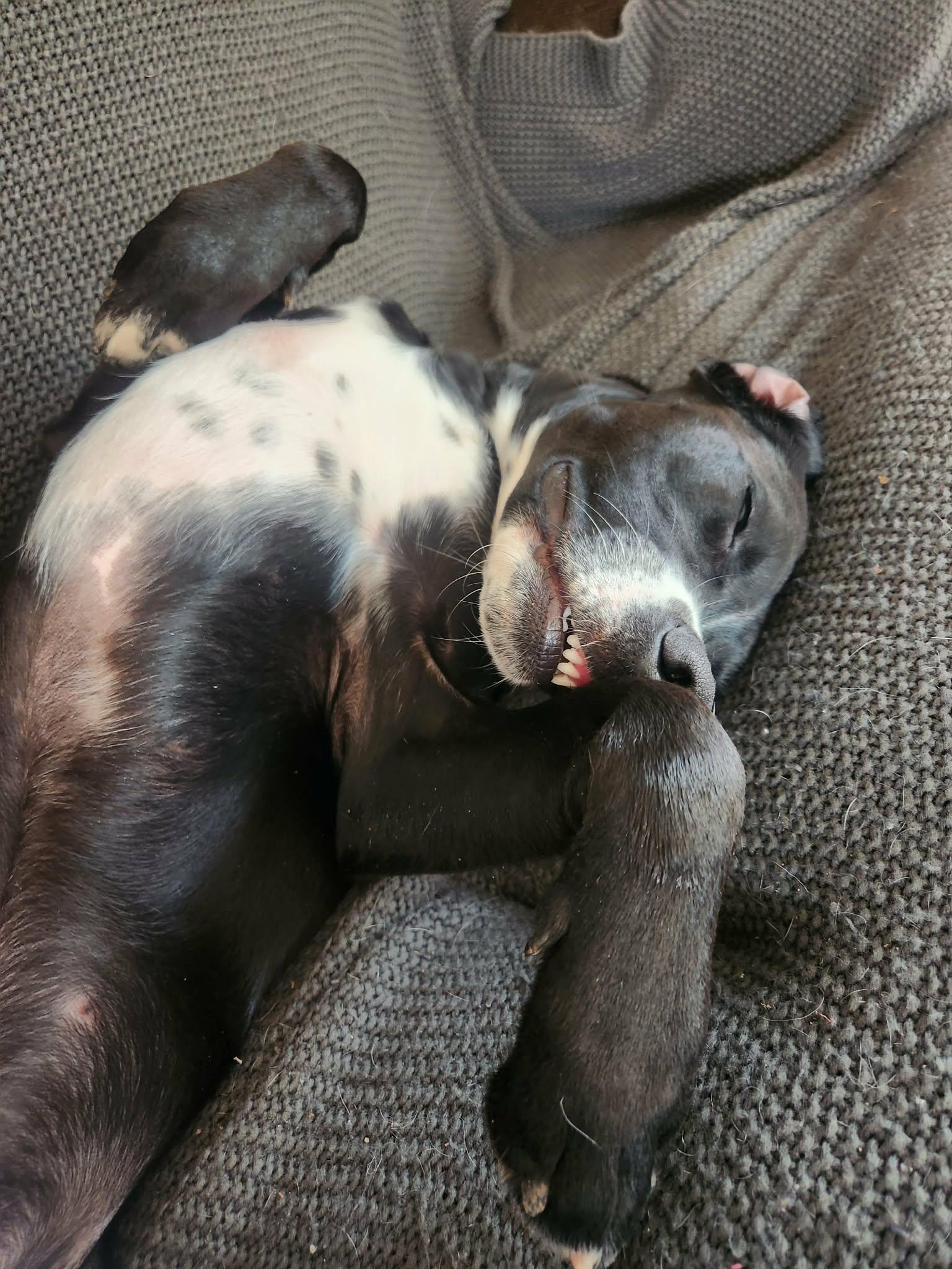 Remi, Adoptable, Young Male Labrador Retriever.