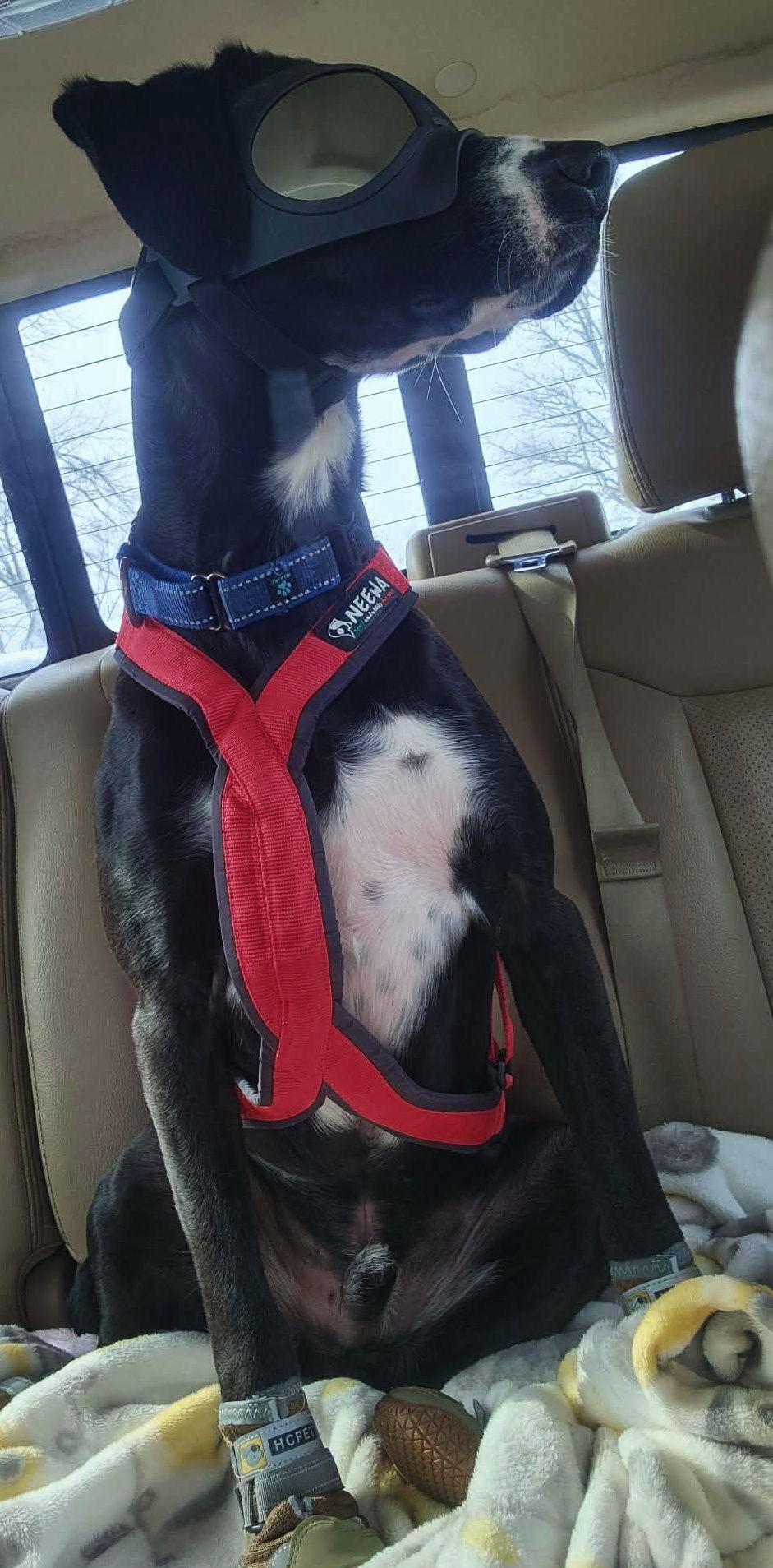 Remi, Adoptable, Young Male Labrador Retriever.