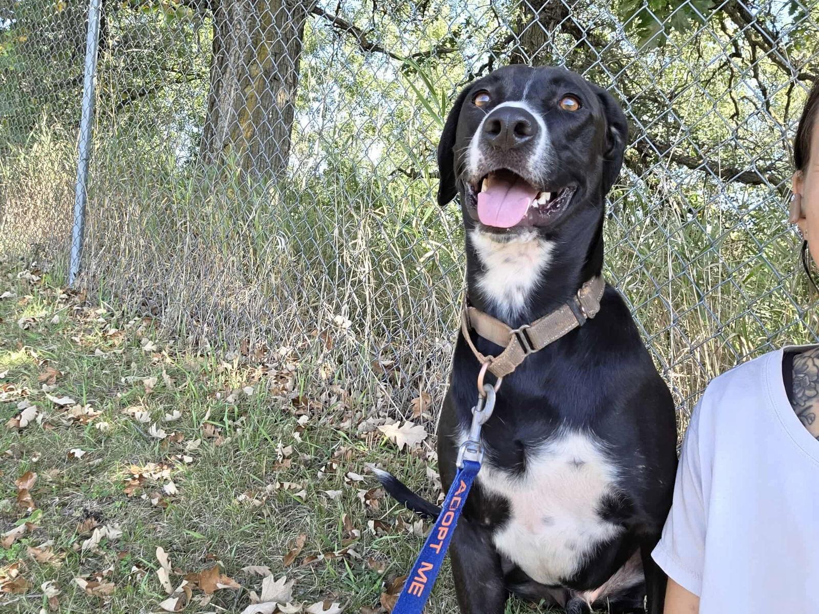 Enlarge Remi, a Adoptable Labrador Retriever in Detroit Lakes, MN image 2/5