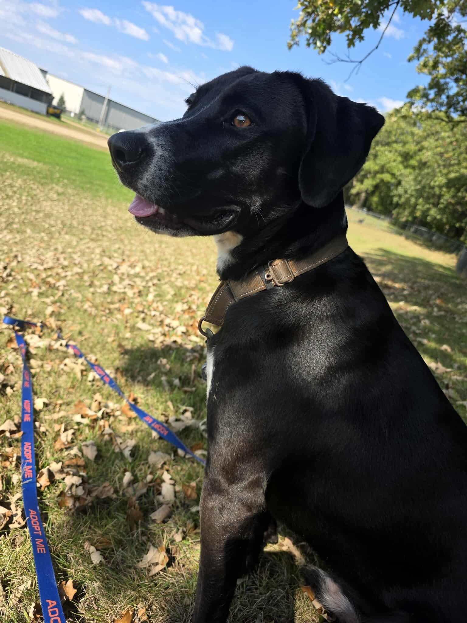 Enlarge Remi, a Adoptable Labrador Retriever in Detroit Lakes, MN image 5/5