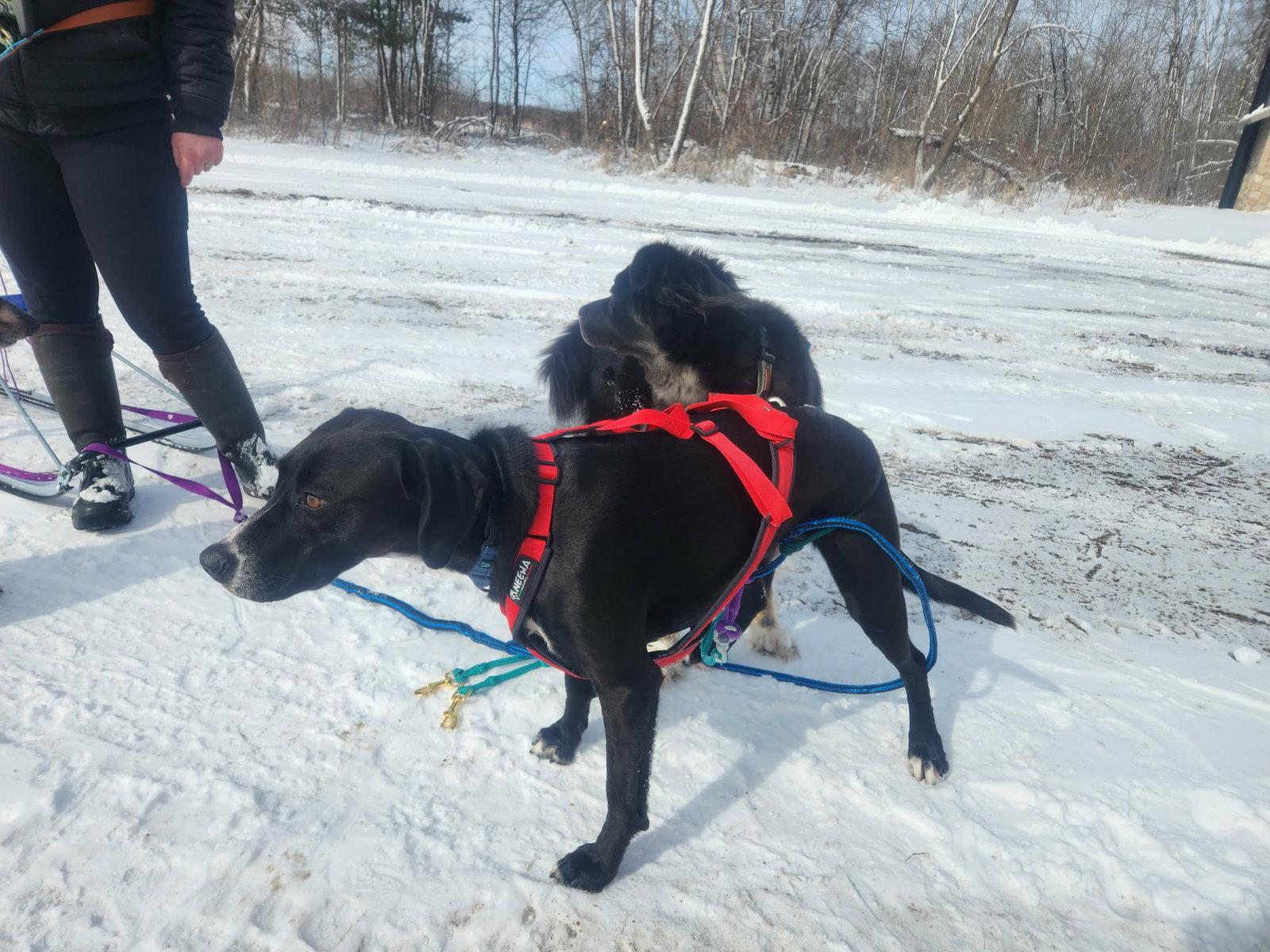 Enlarge Remi, a Adoptable Labrador Retriever in Detroit Lakes, MN image 3/3