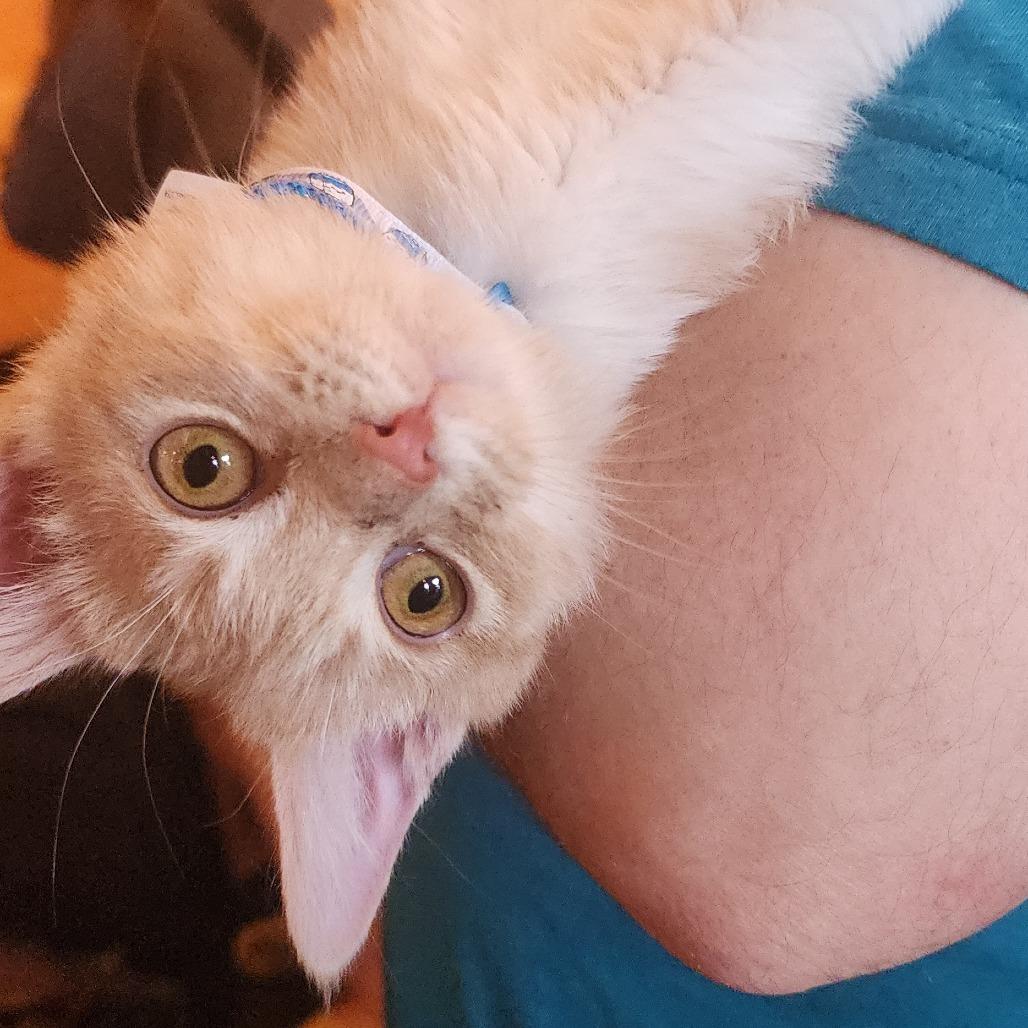 Enlarge Rupert, a Adoptable Domestic Short Hair in Toledo, OH image 2/5