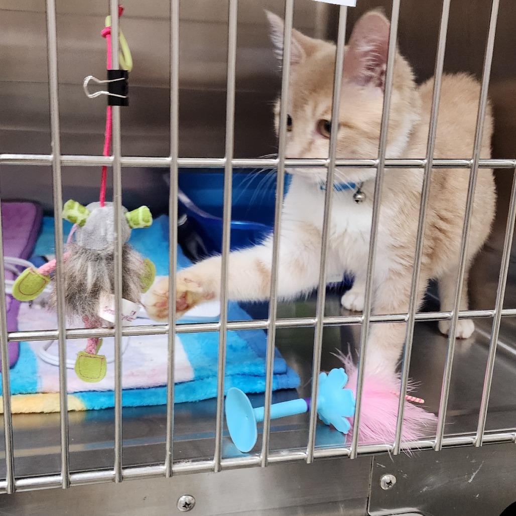 Enlarge Rupert, a Adoptable Domestic Short Hair in Toledo, OH image 3/5