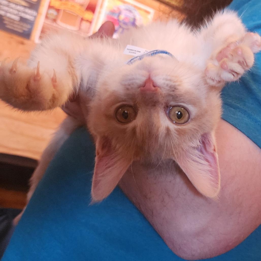 Enlarge Rupert, a Adoptable Domestic Short Hair in Toledo, OH image 4/5