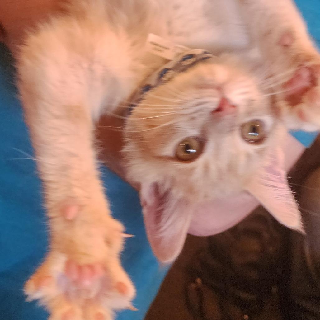 Enlarge Rupert, a Adoptable Domestic Short Hair in Toledo, OH image 5/5