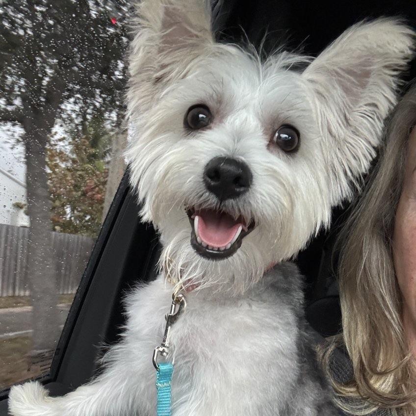 Odessa, adopted, Puppy Female Yorkshire Terrier.