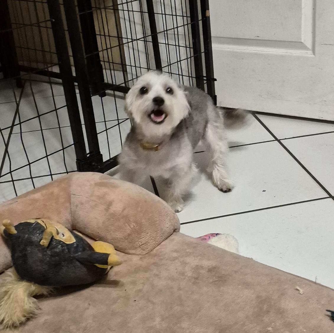 Enlarge Odessa, an adopted mixed breed in Lake Worth, FL image 3/6