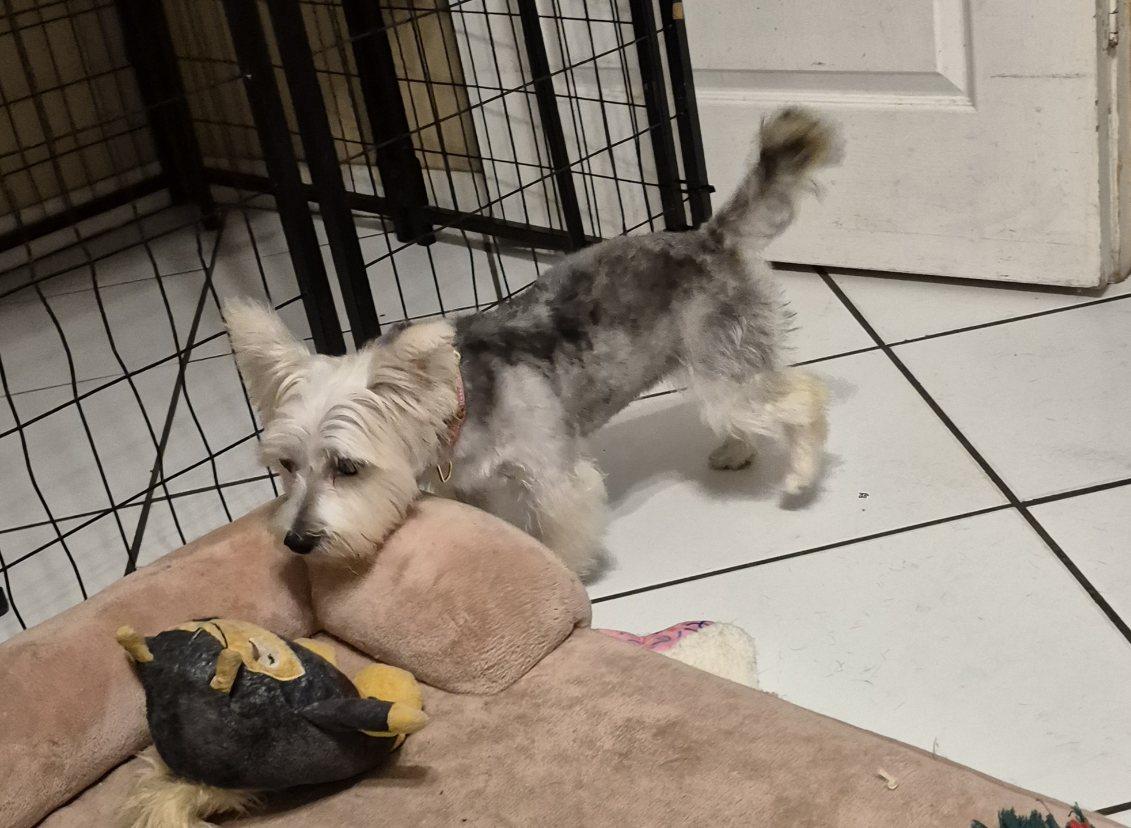 Enlarge Odessa, an adopted mixed breed in Lake Worth, FL image 4/6