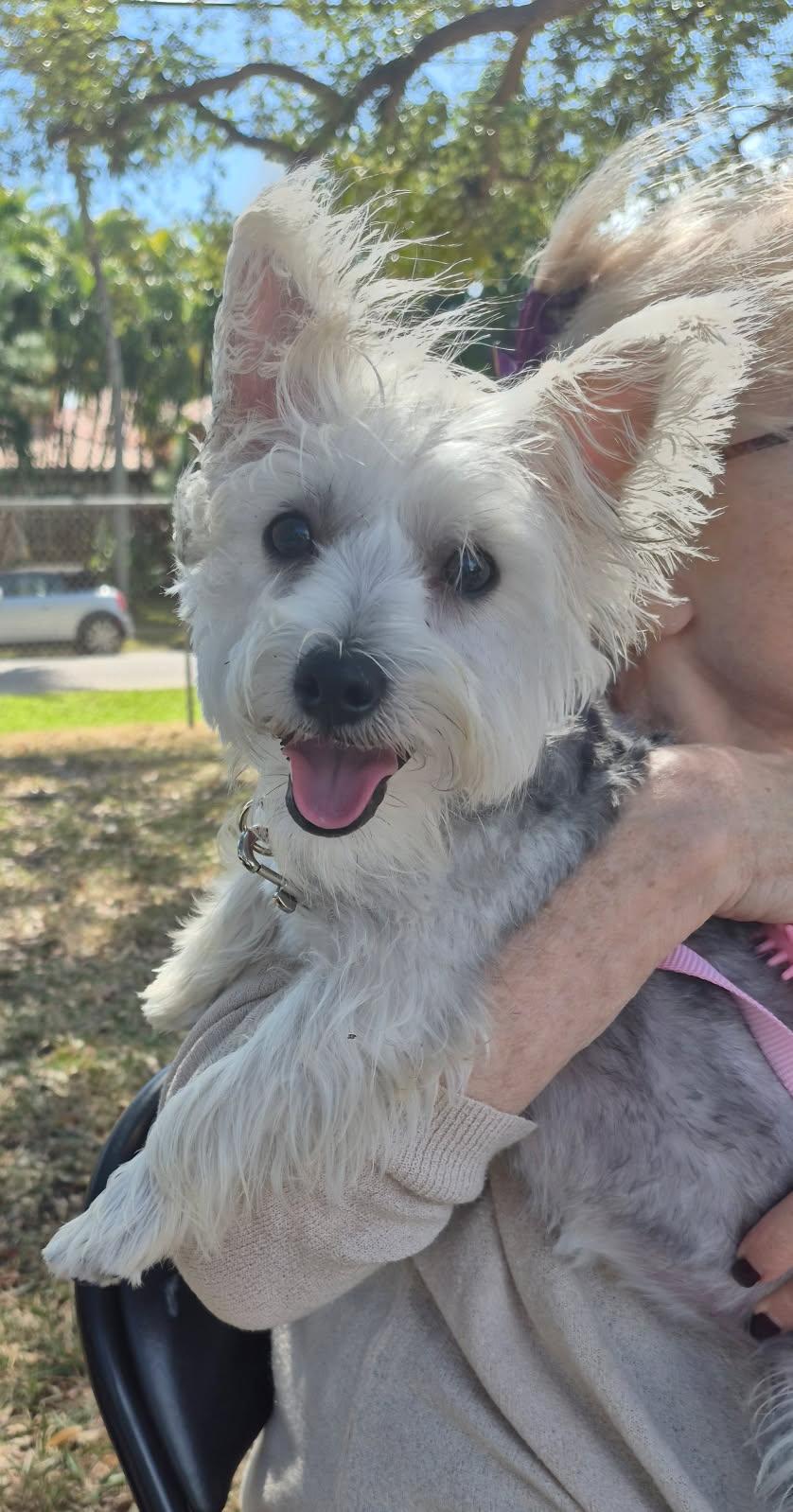 Enlarge Odessa, an adopted mixed breed in Lake Worth, FL image 2/6