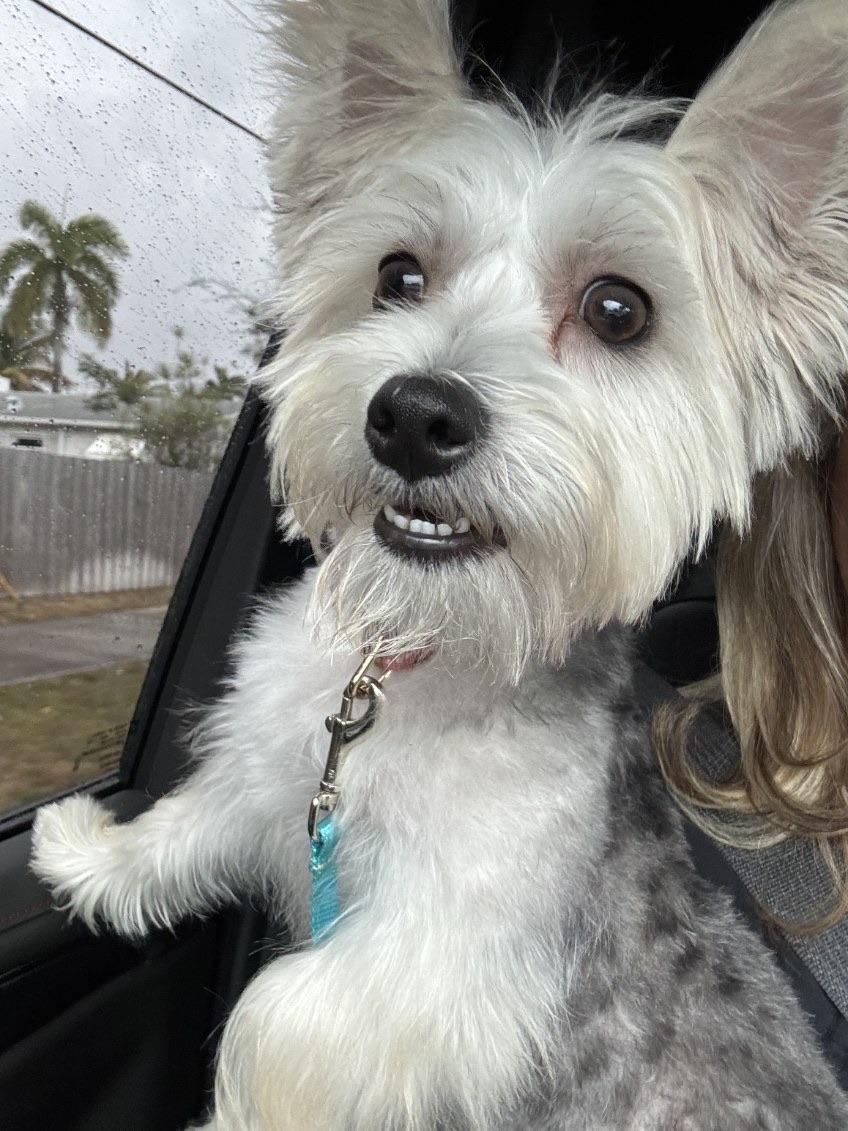 Enlarge Odessa, an adopted mixed breed in Lake Worth, FL image 6/6