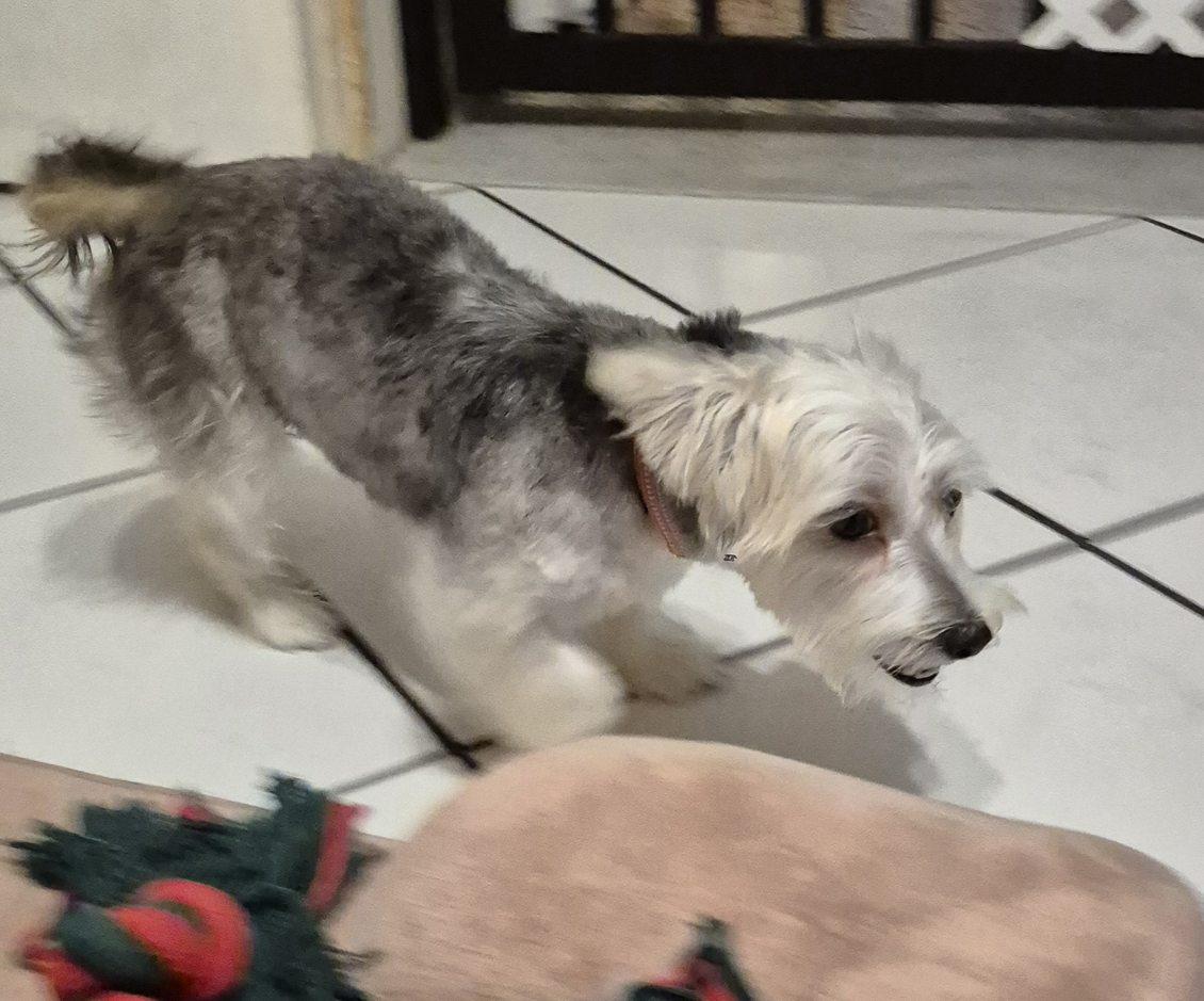 Enlarge Odessa, an adopted mixed breed in Lake Worth, FL image 5/6