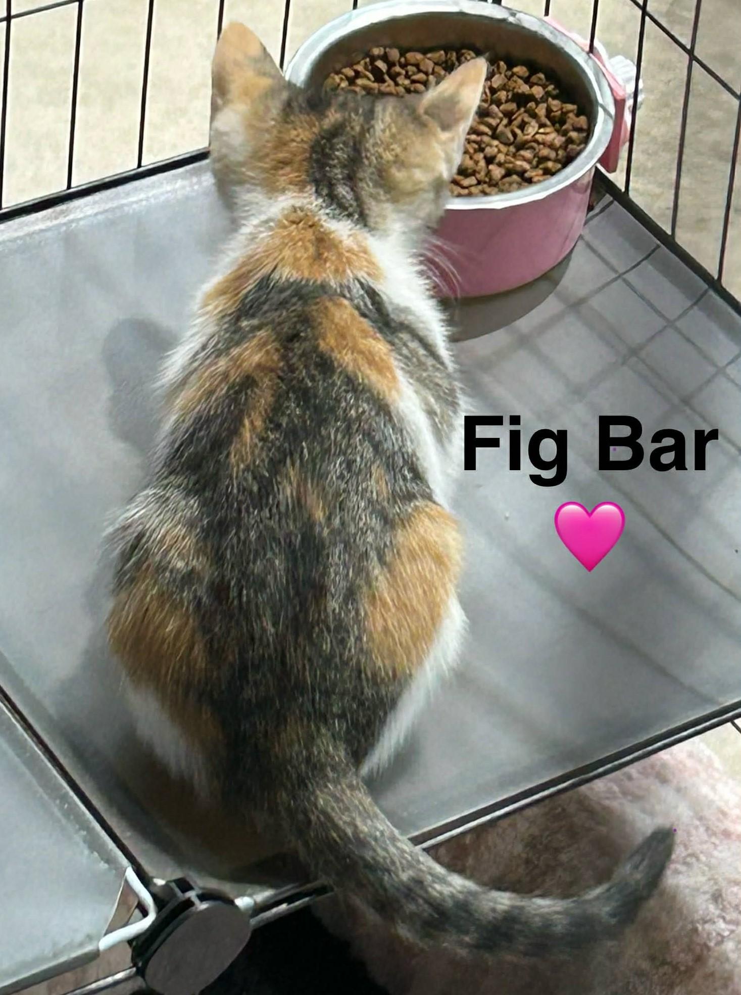 Fig Bar