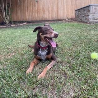 Alexa, Adoptable, Senior Female Mixed Breed & Mixed Breed.