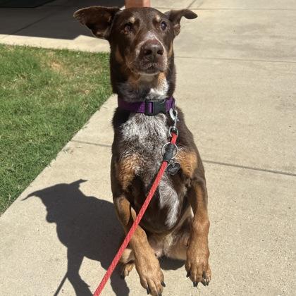 Alexa, a Adoptable mixed breed in Dallas, TX image 2/5