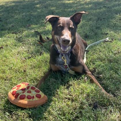 Alexa, a Adoptable mixed breed in Dallas, TX image 3/5