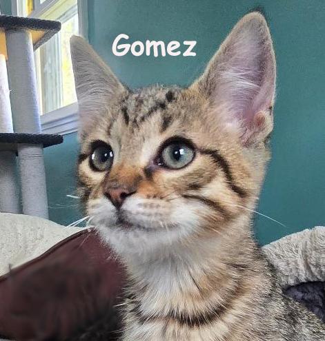 Gomez 0825