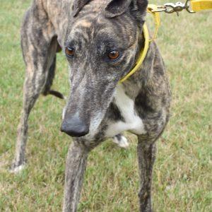 RUNNIN ON ICE, Adoptable, Adult Male Greyhound.