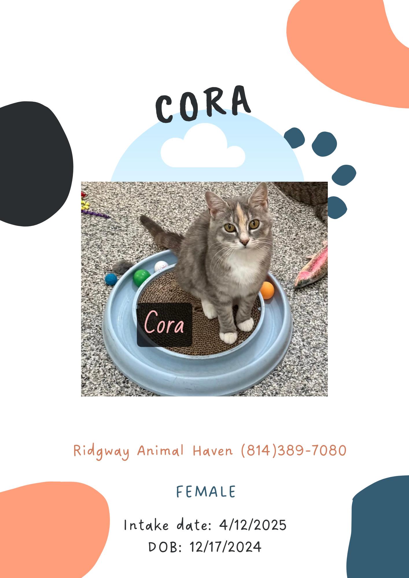 Enlarge Cora, a Adoptable American Shorthair in Ridgway, PA image 1/1
