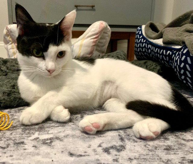 Frosty (9760) Adopted, a Adopted Domestic Short Hair in Wesley Chapel, FL image 1/2