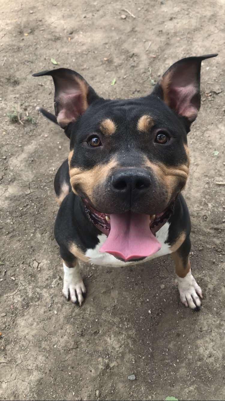 Chino, a Adoptable American Bully in Canon City, CO image 1/2