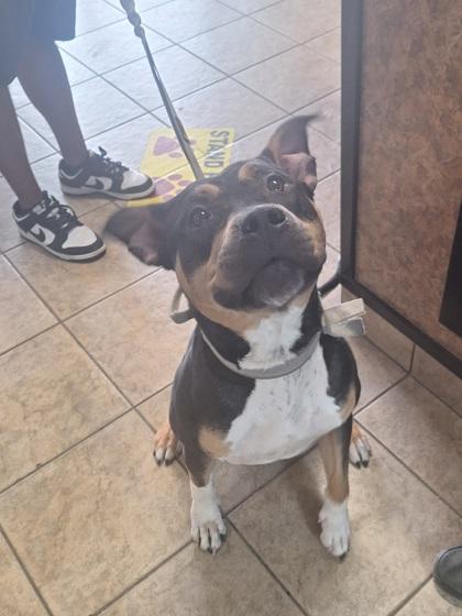 Chino, a Adoptable American Bully in Canon City, CO image 2/2