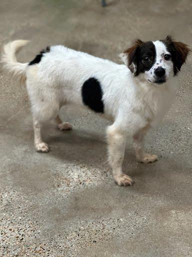 Daisy, ADOPTABLE, Young Female Dachshund & Pomeranian.