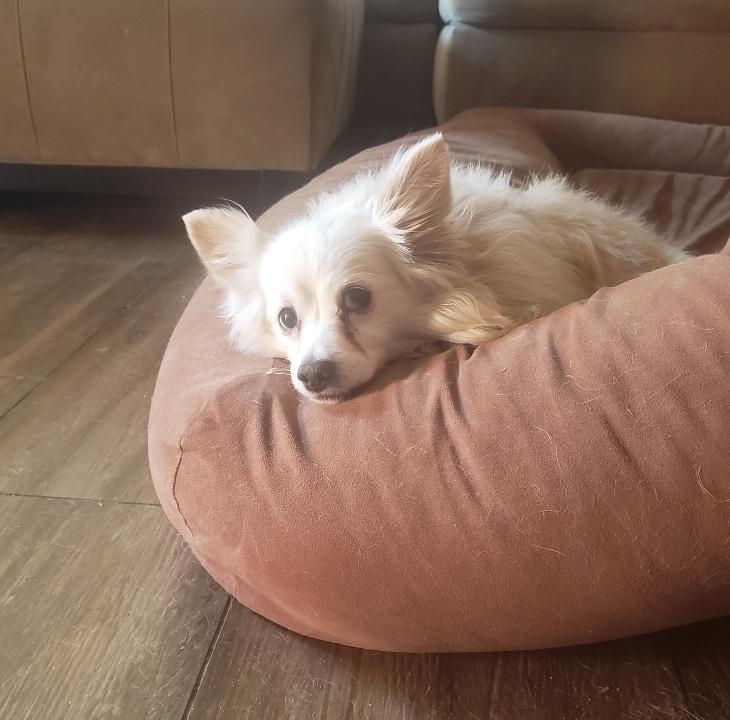 Scout, Adoptable, Adult Male Pomeranian & Chihuahua.