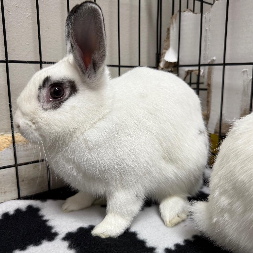 Enlarge Stephen & Runtz (bonded duo), a ADOPTABLE Bunny Rabbit in Medford, NY image 3/4