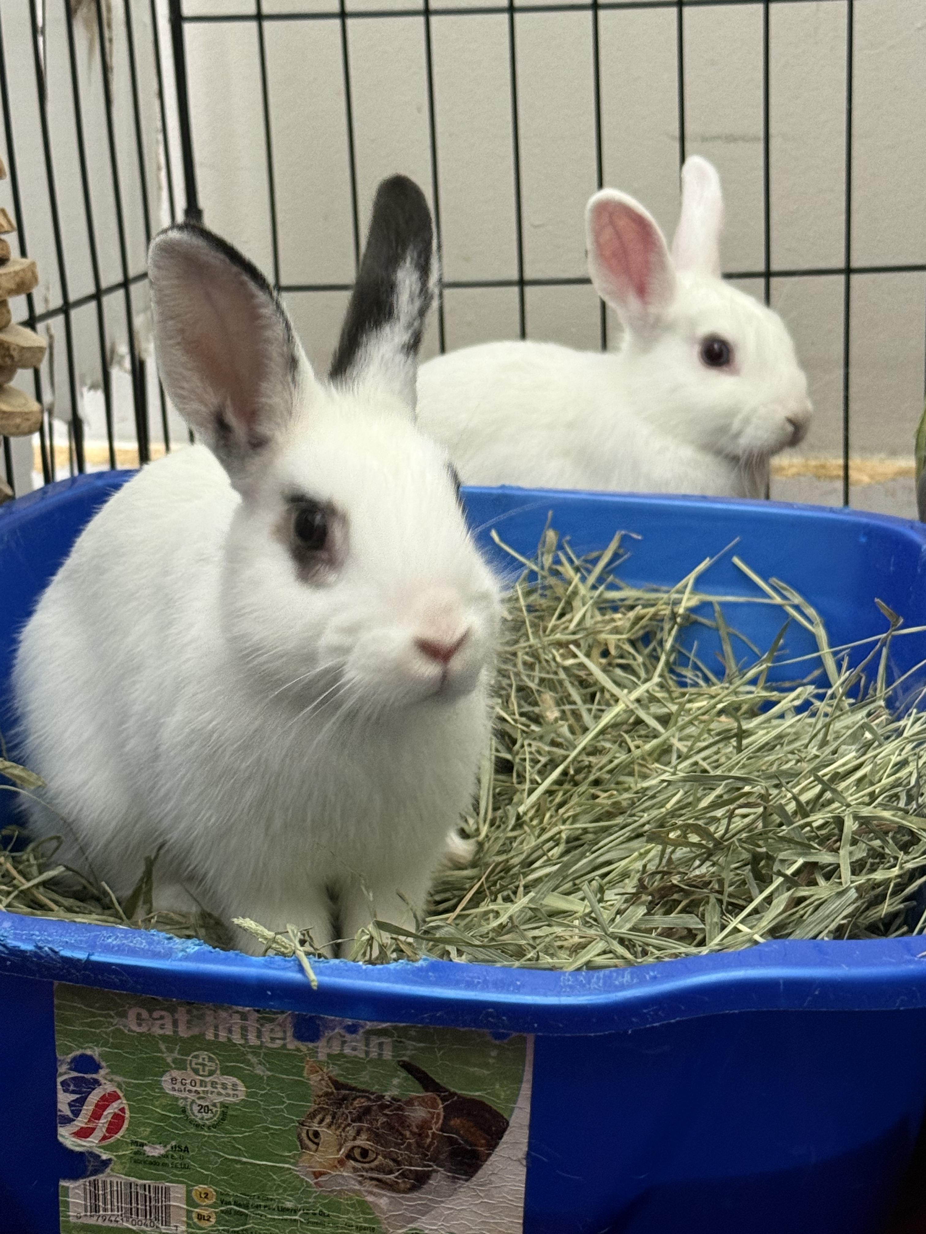 Enlarge Stephen & Runtz (bonded duo), a ADOPTABLE Bunny Rabbit in Medford, NY image 1/1