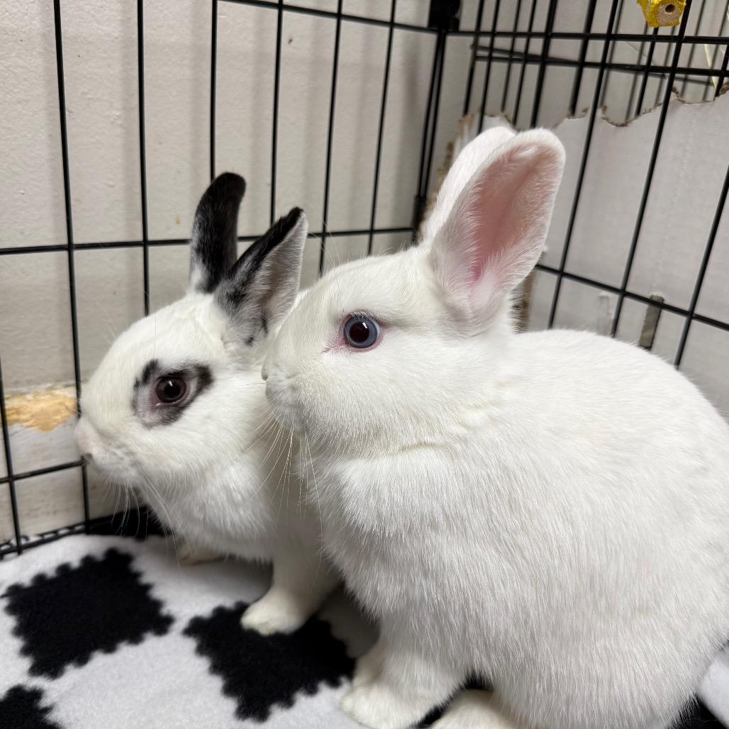 Enlarge Stephen & Runtz (bonded duo), a ADOPTABLE Bunny Rabbit in Medford, NY image 1/4