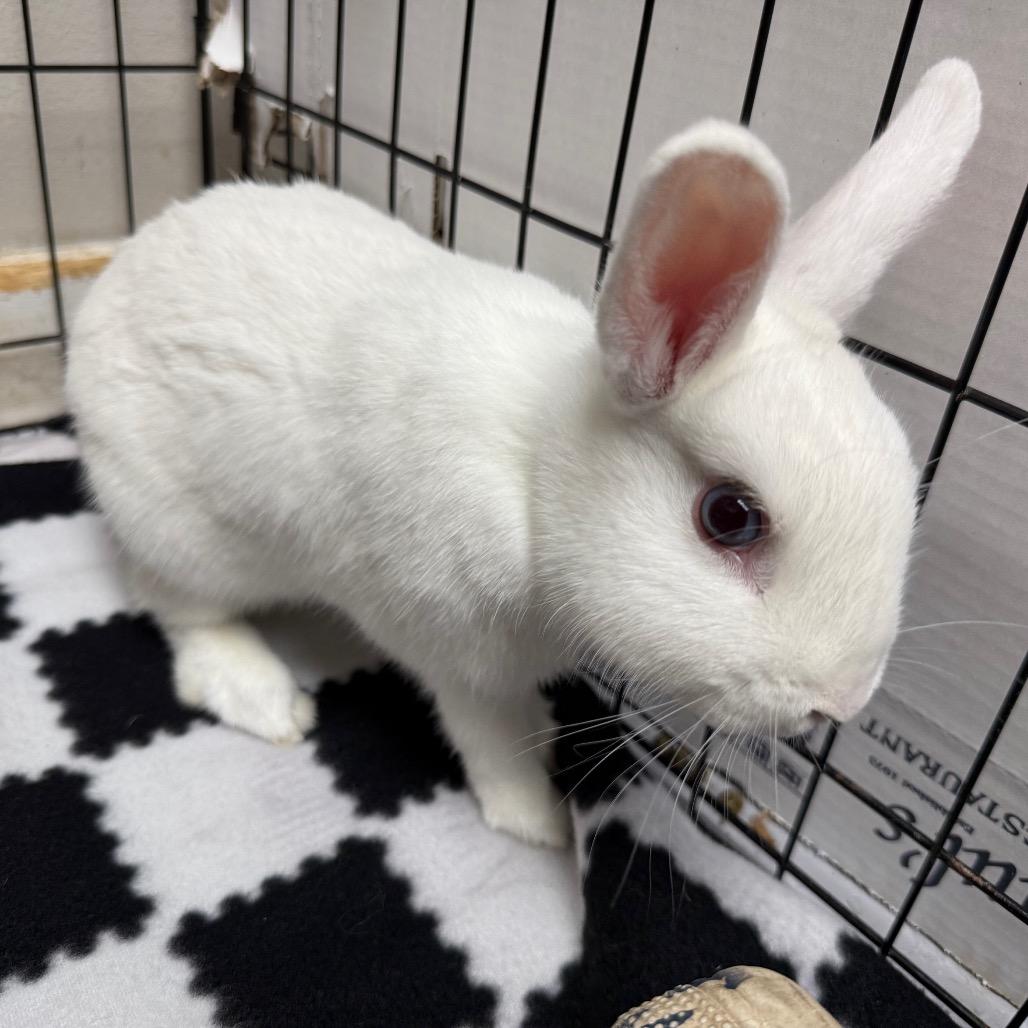 Enlarge Stephen & Runtz (bonded duo), a ADOPTABLE Bunny Rabbit in Medford, NY image 4/4
