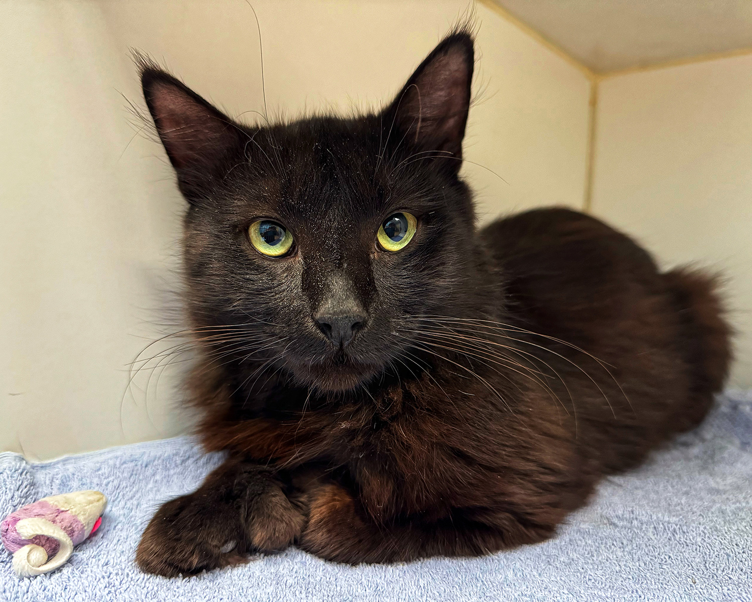 Eclipse, an adopted Domestic Medium Hair in Norwalk, CT_image-1