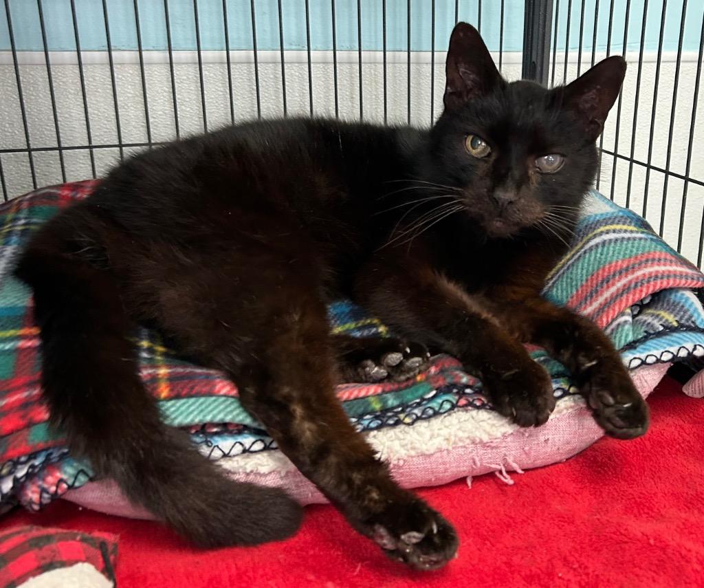 Nectar, a Adoptable mixed breed in Washington Court House, OH image 1/2