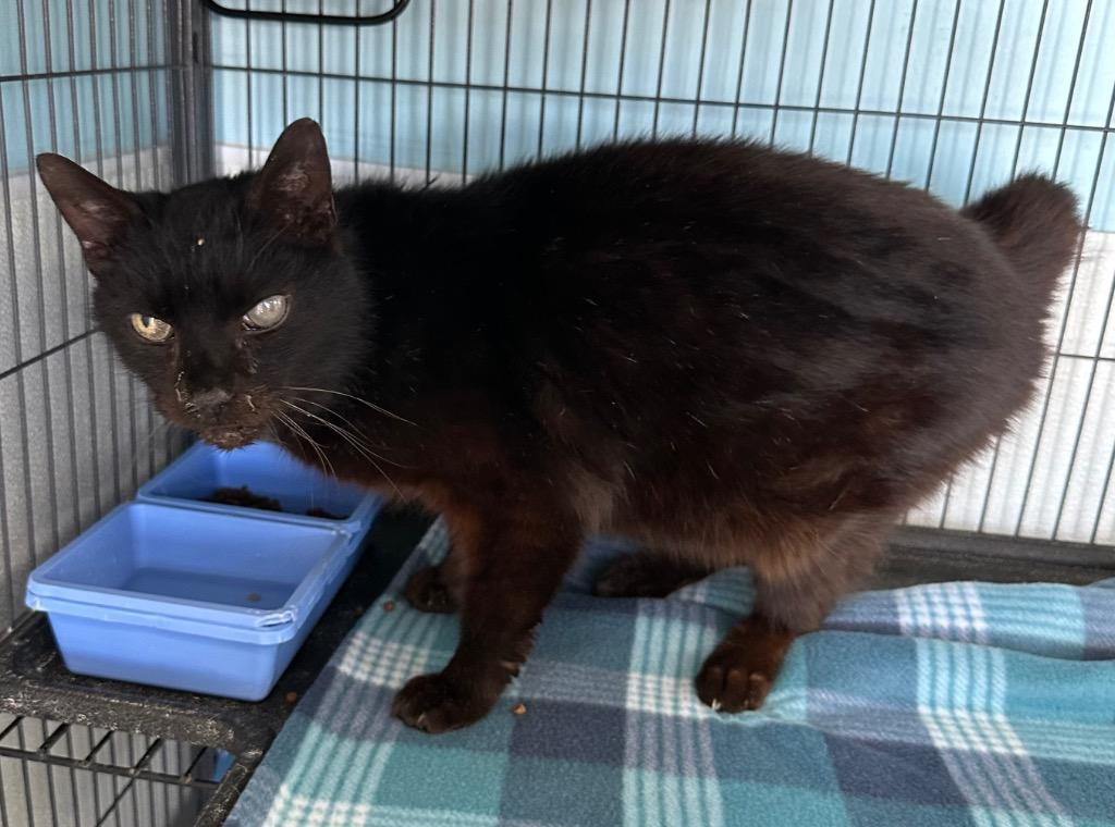 Nectar, Adoptable, Senior Male Domestic Short Hair.