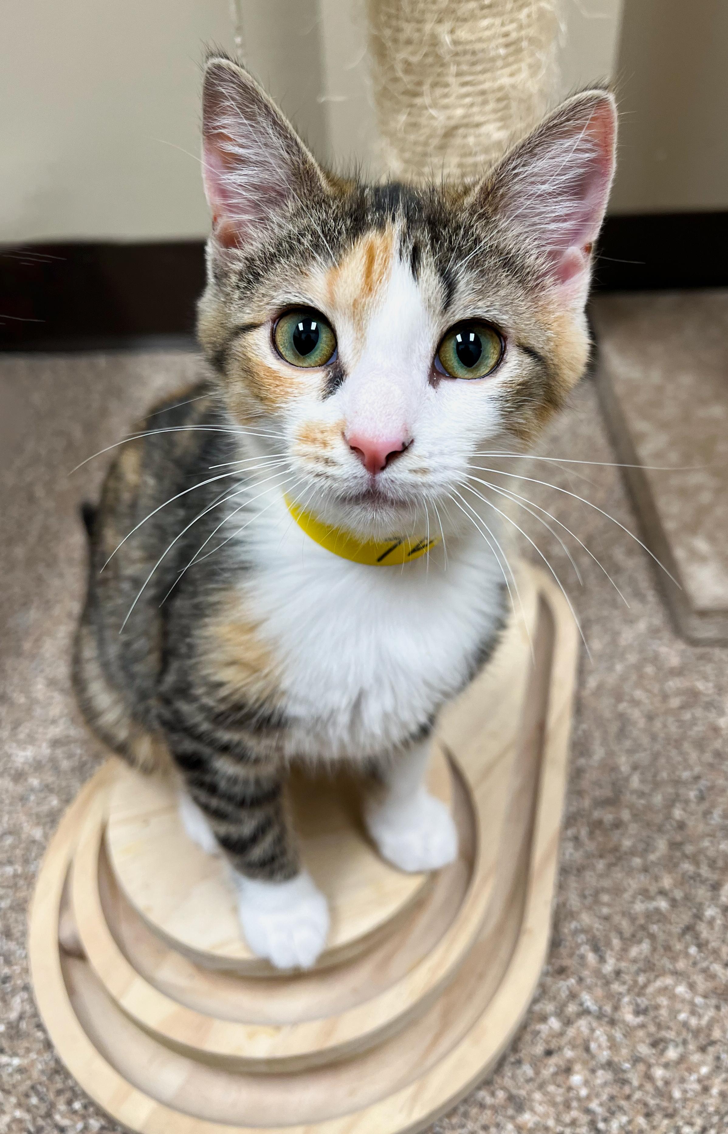 Tessa, adopted, Kitten Female Domestic Short Hair.