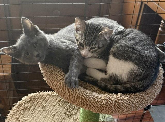 Felix (bonded with Nod), a Adoptable Domestic Short Hair in Antioch, CA image 1/3