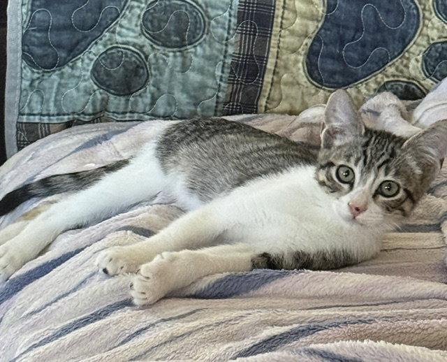 Felix (bonded with Nod), a Adoptable Domestic Short Hair in Antioch, CA image 2/3