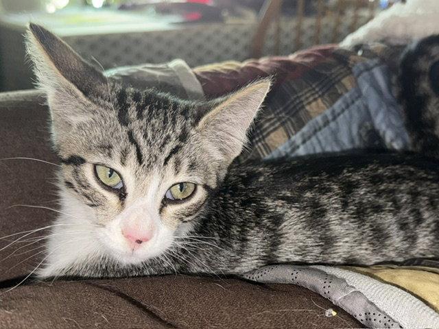 Felix (bonded with Nod), a Adoptable Domestic Short Hair in Antioch, CA image 3/3