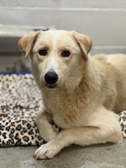 Enlarge Florance, an adopted mixed breed in Sacramento, CA image 2/2