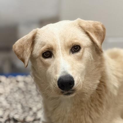 Enlarge Florance, an adopted mixed breed in Sacramento, CA image 1/2