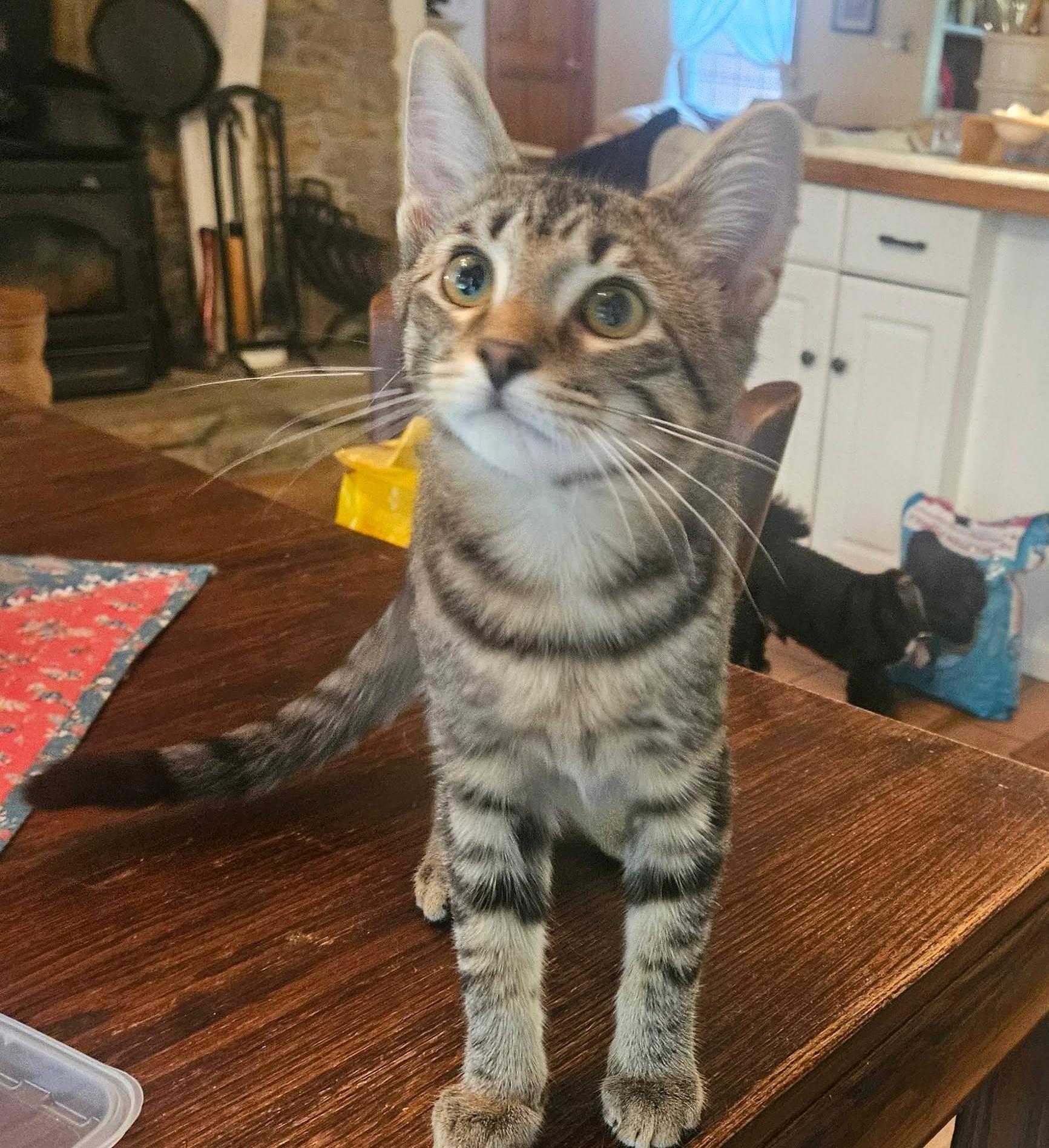 Beau, ADOPTABLE, Kitten Male Domestic Short Hair.