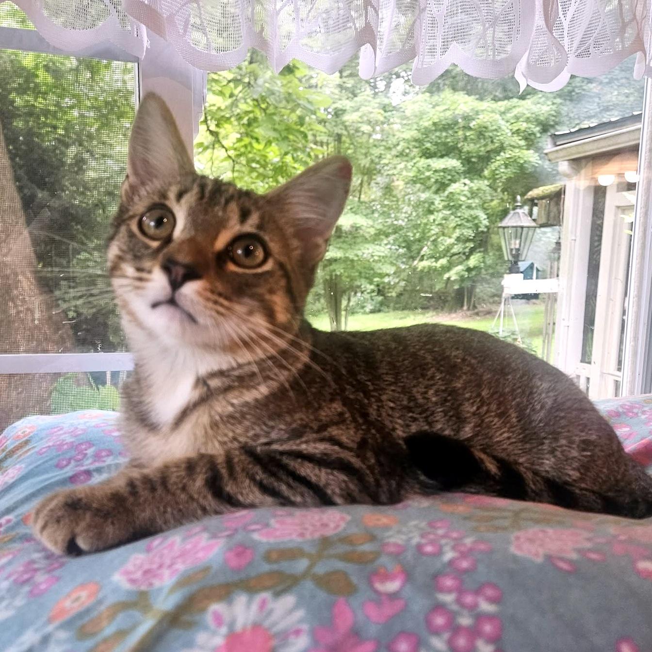 Beau, a ADOPTABLE Domestic Short Hair in Pittsburgh, PA image 2/3