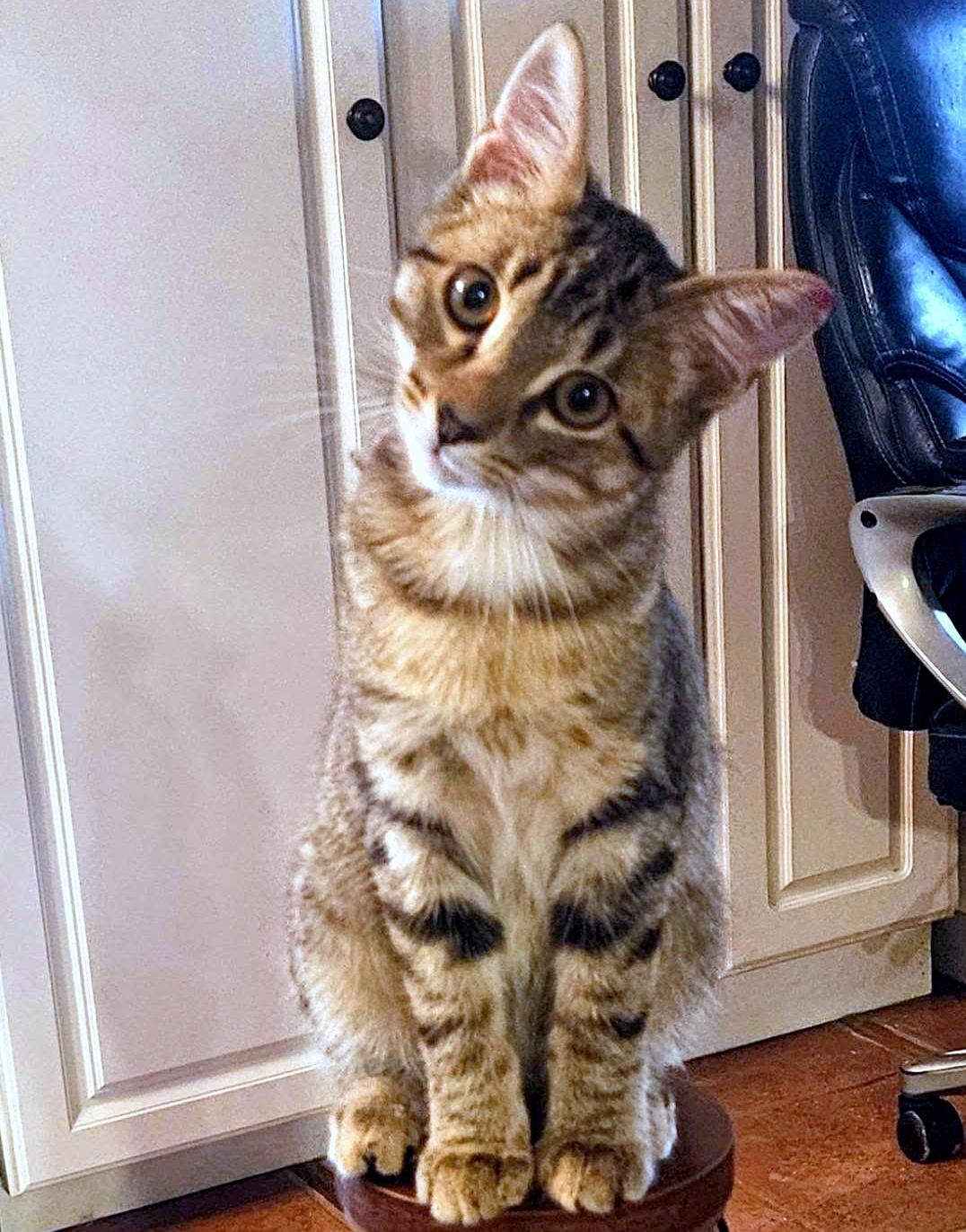 Beau, a ADOPTABLE Domestic Short Hair in Pittsburgh, PA image 3/3