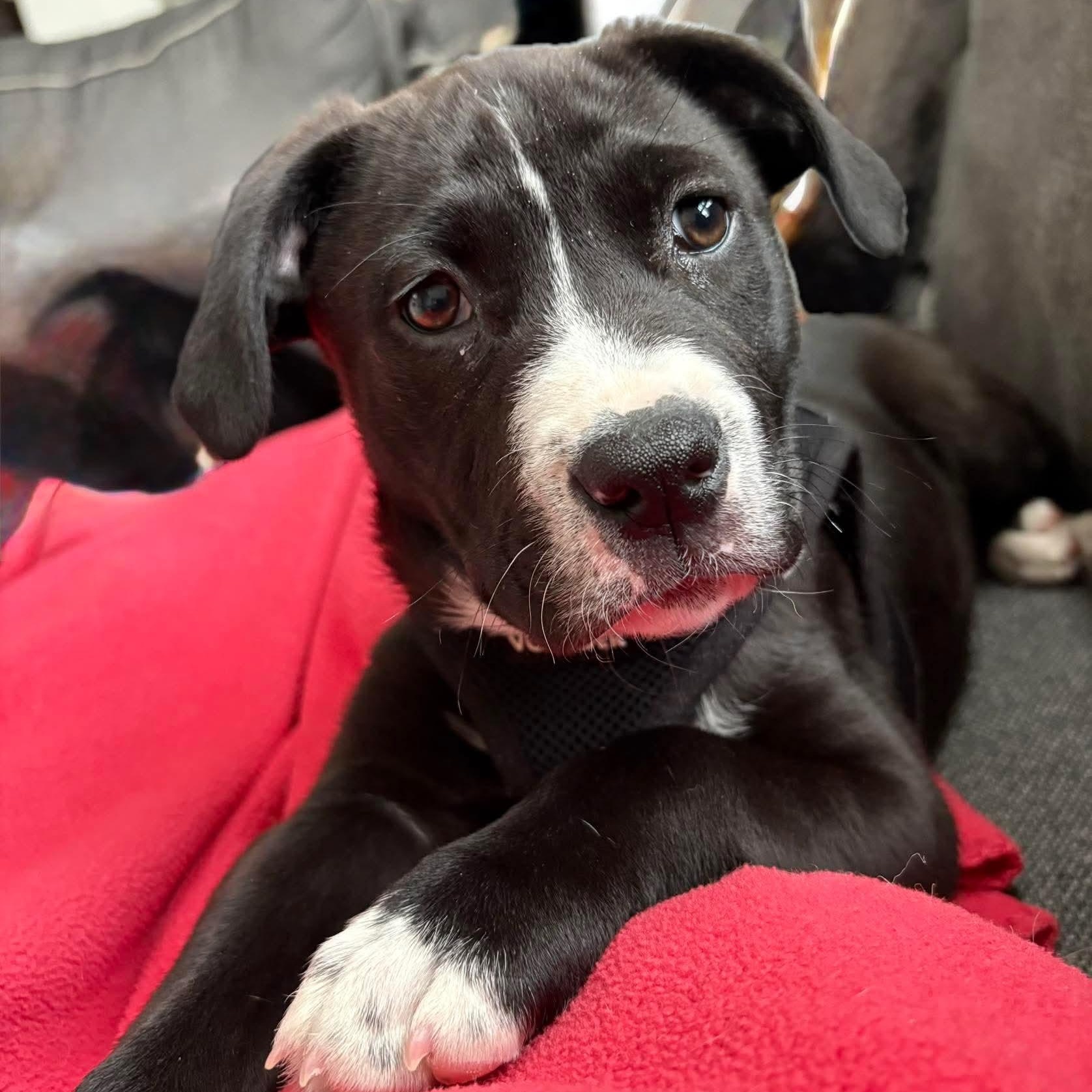 SAM - ARRIVED IN MAINE MARCH 7th, ADOPTABLE, Puppy Male Mixed Breed.
