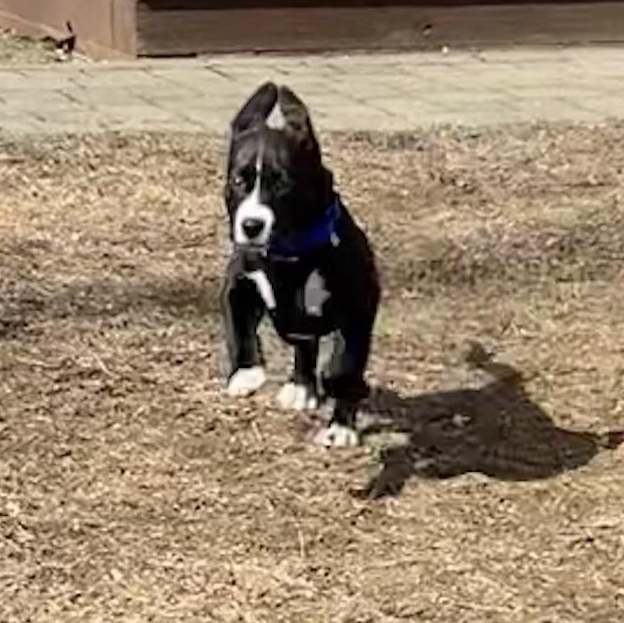 Enlarge SAM - ARRIVED IN MAINE MARCH 7th, an adopted Mixed Breed in Berwick, ME image 3/6