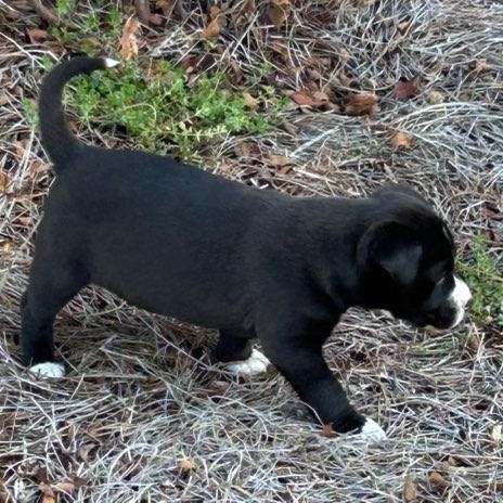 Enlarge SAM - ARRIVED IN MAINE MARCH 7th, a ADOPTABLE Mixed Breed in Berwick, ME image 6/6