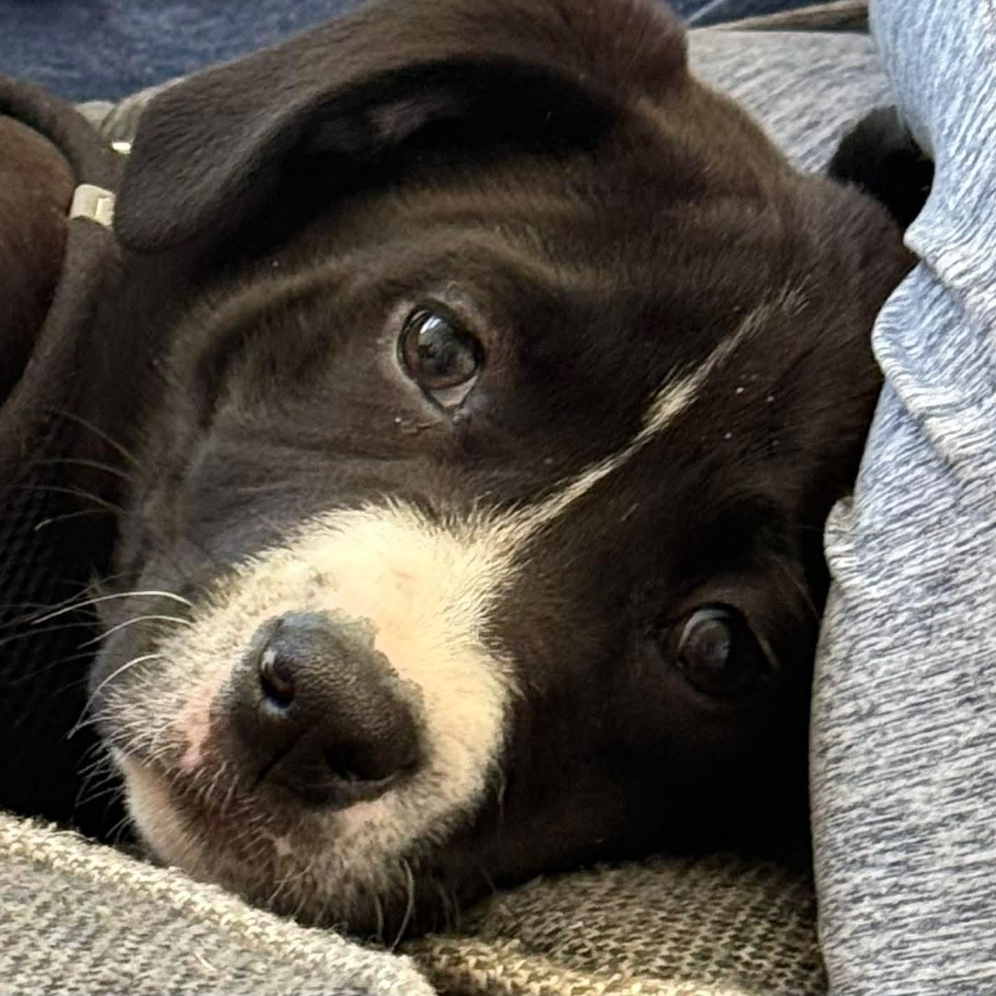 Enlarge SAM - ARRIVED IN MAINE MARCH 7th, a ADOPTABLE Mixed Breed in Berwick, ME image 3/6