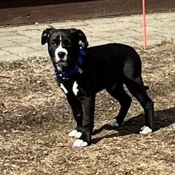 Enlarge SAM - ARRIVED IN MAINE MARCH 7th, an adopted Mixed Breed in Berwick, ME image 5/6